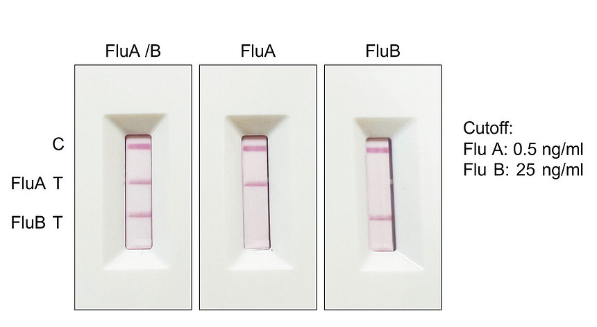 Influenza B Virus Nucleoprotein, Detection antibody [BS782]