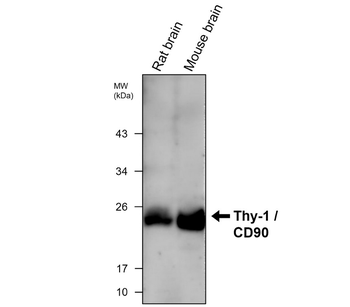 Thy-1 / CD90 (mouse specific) Rat Monoclonal Antibody