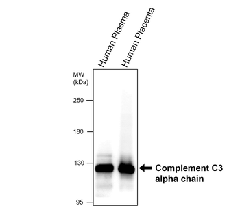 Complement C3 Mouse Monoclonal Antibody