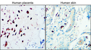 CD68 Rabbit Polyclonal Antibody
