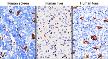 CD68 Rabbit Polyclonal Antibody