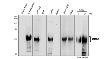 CD68 Rabbit Polyclonal Antibody