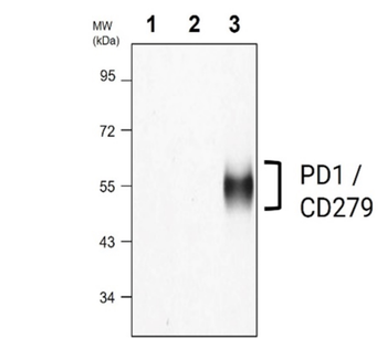 PD1 Mouse Monoclonal Antibody