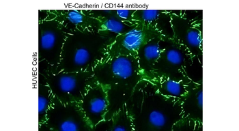 VE-cadherin/CDH5/CD144 Antibody