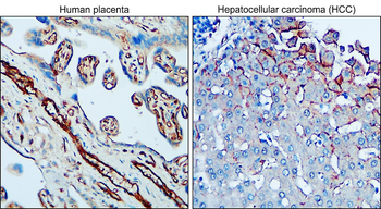 VE-cadherin/CDH5/CD144 Antibody