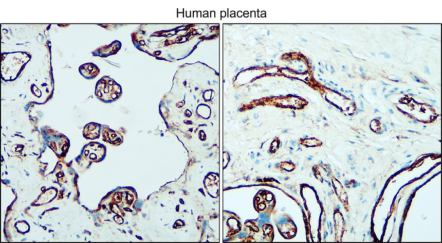 CD31 human specific