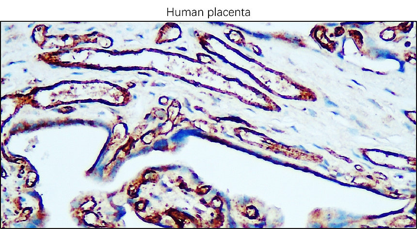 CD31 human specific