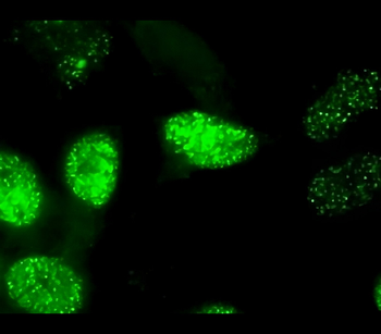 c-JUN Mouse Monoclonal Antibody