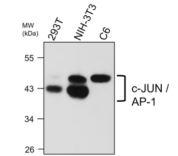c-JUN Mouse Monoclonal Antibody