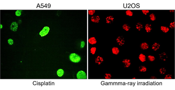 phospho Histone H2A.X (Ser139), monoclonal antibody