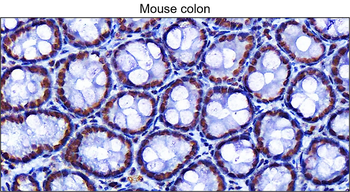 phospho Histone H2A.X (Ser139), monoclonal antibody