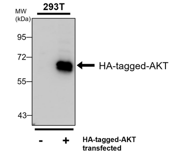 HA tag Mouse Monoclonal Antibody