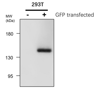 GFP Mouse Monoclonal Antibody