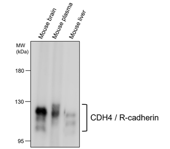 CDH4 Rabbit Polyclonal Antibody