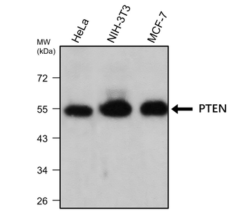 PTEN Mouse Monoclonal Antibody