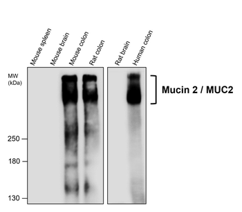 Mucin 2 Rabbit Polyclonal Antibody