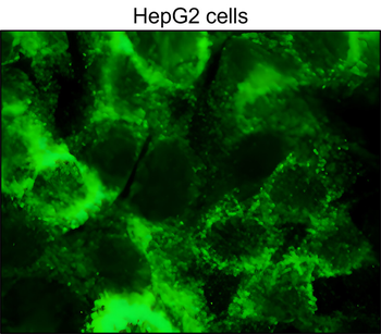 Heme Oxygenase 1 Mouse Monoclonal Antibody