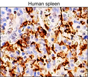 Heme Oxygenase 1 Mouse Monoclonal Antibody