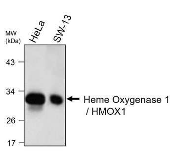 Heme Oxygenase 1 Mouse Monoclonal Antibody
