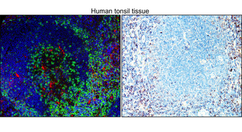 Human CD4 Rabbit Monoclonal Antibody
