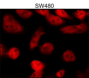 Phospho p38 MAPK (Thr180Tyr182), monoclonal antibody