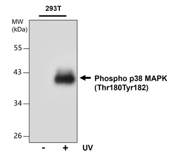 Phospho p38 MAPK (Thr180Tyr182), monoclonal antibody