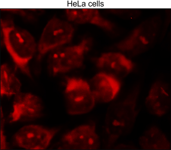 CDC42, monoclonal antibody