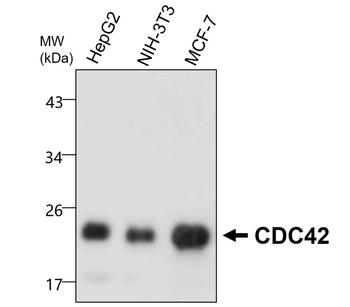 CDC42, monoclonal antibody