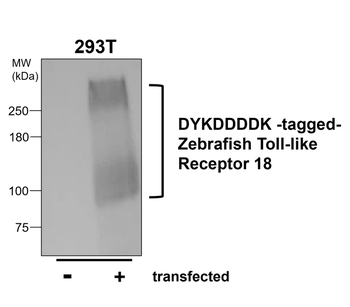Zebrafish Toll-like Receptor 18 Rabbit Polyclonal Antibody
