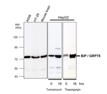 Endoplasmic Reticulum / ER  Stress Antibody Panel