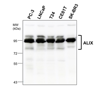 Exosome Marker Antibody Panel