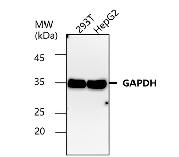 Exosome Marker Antibody Panel