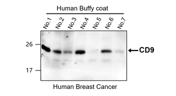 Exosome Marker Antibody Panel