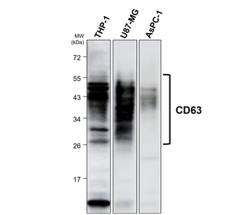 Exosome Marker Antibody Panel