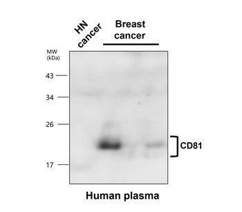 Exosome Marker Antibody Panel