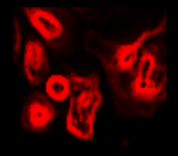 Organelle Marker Antibody Panel