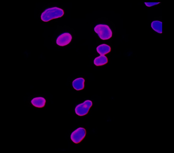 Organelle Marker Antibody Panel