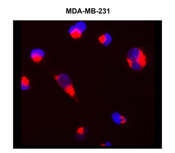 Cytoskeletal Marker Antibody Panel