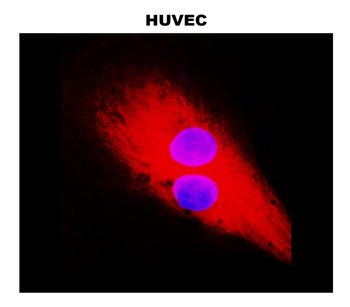 Cytoskeletal Marker Antibody Panel