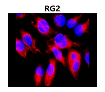 Cytoskeletal Marker Antibody Panel
