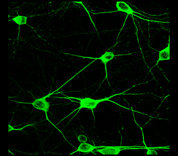 Mature Neuron Marker Antibody Panel