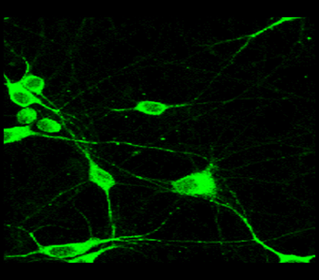 Mature Neuron Marker Antibody Panel