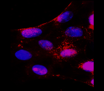 Neural Progenitors Marker Antibody Panel