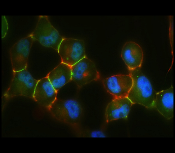 Neural Progenitors Marker Antibody Panel