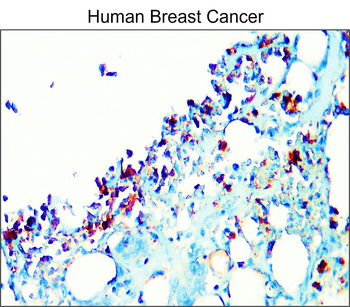 Adipogenesis Marker Antibody Panel