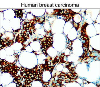 Adipogenesis Marker Antibody Panel