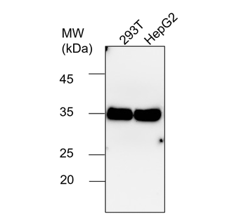 Inflammasome Antibody Panel