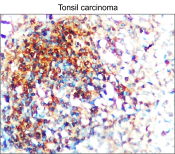TLR Antibody Panel