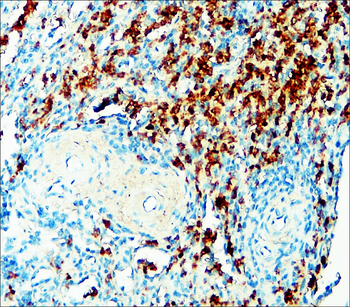 TLR Antibody Panel