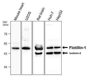 Exosome Marker Antibody Panel-2